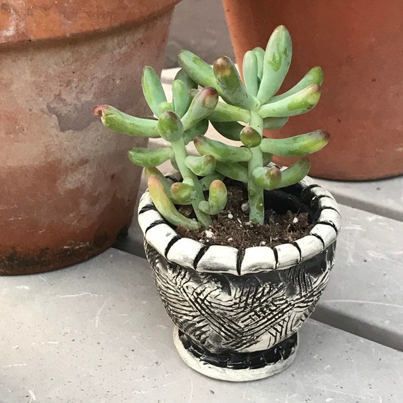 Black and White Tiny Pottery Salt Cellar or Succulent Planter - Picture 1 of 8